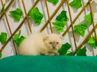 45 Günlük Scottish Fold Yavrularımız Sahiplendirmeye Hazır