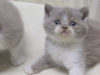 Lilac Bicolor British Shorthair