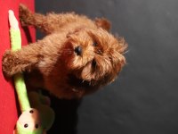 14 şubat doğumlu maltipoo oğlumuz