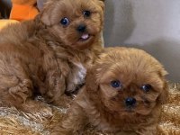 Yasal Ruhsatlı Çiftlikde Ziyarete Açık Maltipoo