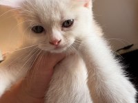 4 Kardeşten Geriye Kalan Yakışıklı Kedimiz