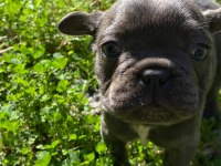 renkli french bulldog