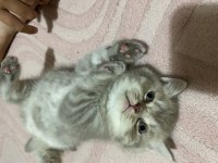 14 Mayıs doğumlu british shorthair