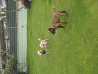 Show Kalite Belçika Malinois Bebeklerimiz