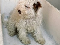 Toy Poodle Yavruma Yuva Arıyorum