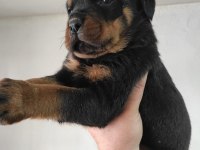 safkan rottweiler bebeklerimiz
