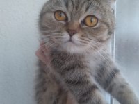 9 Aylık Güzel Kızımız British Shorthair