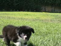Border Collie Yavruları Aşıları Tam