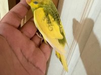 28 günlük kusursuz bebek muhabbet kuşu
