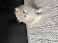 2 erkek yavru british longhair