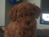 3 buçuk aylık dişi poodle