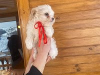 ÜST KALİTEDE MALTİPOO YAVRULARIMIZ, ARACI DEĞİLİZ