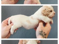 Burkemden dünyalar güzeli cavalier king charles yavruları