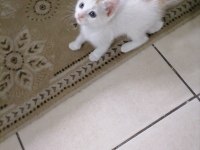 Yavru kedimiz ücretsiz sahiplendirmek istiyorum