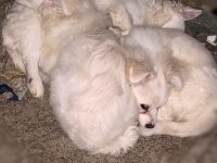 Spitz köpek