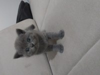 1 aylık scottish fold ve british yavrular