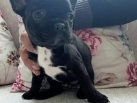 2,5 AYLIK DİŞİ FRENCH BULLDOG