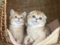 Üstün Kalite Top Kafa Golden Scottish Fold Shorthair 