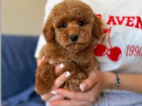Üst kalite toy poodle yavrumuz