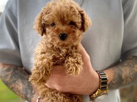 Pet Tuvalet Eğitimli Kore Poodle Bebekler