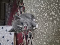 Minik yavru kedimiz