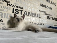 Kusursuz Mizaçlı Safkan Ayı Surat British Yavruları