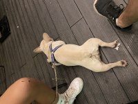 Lilac tan platinyum french bulldog dişimiz