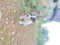 Kısa bacak safkan jack Russell
