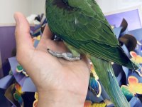 Sezonun son yavrusu bebek alexander papağanı