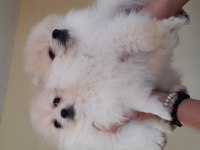 Irk garantili pomeranian