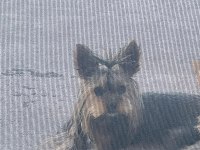 Safkan köpeğimiz sultan hanım