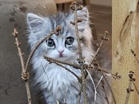 Silver point 2 aylık lokum bebek british longhair