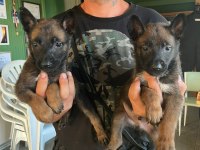 Safkan belçika malinois yavrular