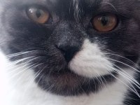 British shorthair 2 buçuk yasinda dişi kedi kısır değil