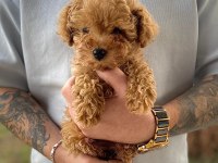 Pet Tuvalet Eğitimli Kore Poodle Bebekler