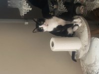 ACİL YUVA ARANIYOR KEDİMİZE