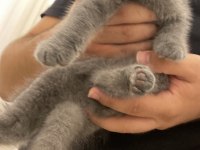British Shorthair 2,5 aylık erkek yavru kedi