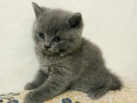 British Shorthair Renk Renk Yeni Yavrular