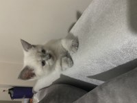 Pamuk British Shorthair Kızlar