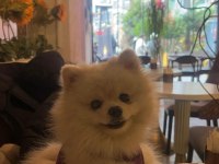Pomeranian boo kızımız