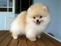 POMERANİAN BOO KÖPEĞİ