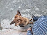 1 yaşında dişi alman kurdu chipli