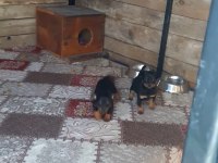 Minyatür pinscher anne baba kendi hayvanlarım