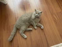 British shorthair yuvanızı benimle paylaşırmısınız