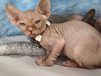 Naked Beauty Sphynx Cattery Kedisi