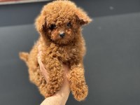 Ankaranın yasal ruhsatlı çiftliğinden toy poodle
