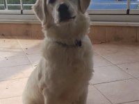 ÜCRETSİZ SAHİPLENDİRME GOLDEN RETRİEVER