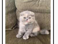 Bebek Surat Scottish Fold Kızımız İçin Yuva