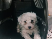 Sevimli bebek köpekler