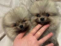 Sevimli Pomeranian Yavrular 